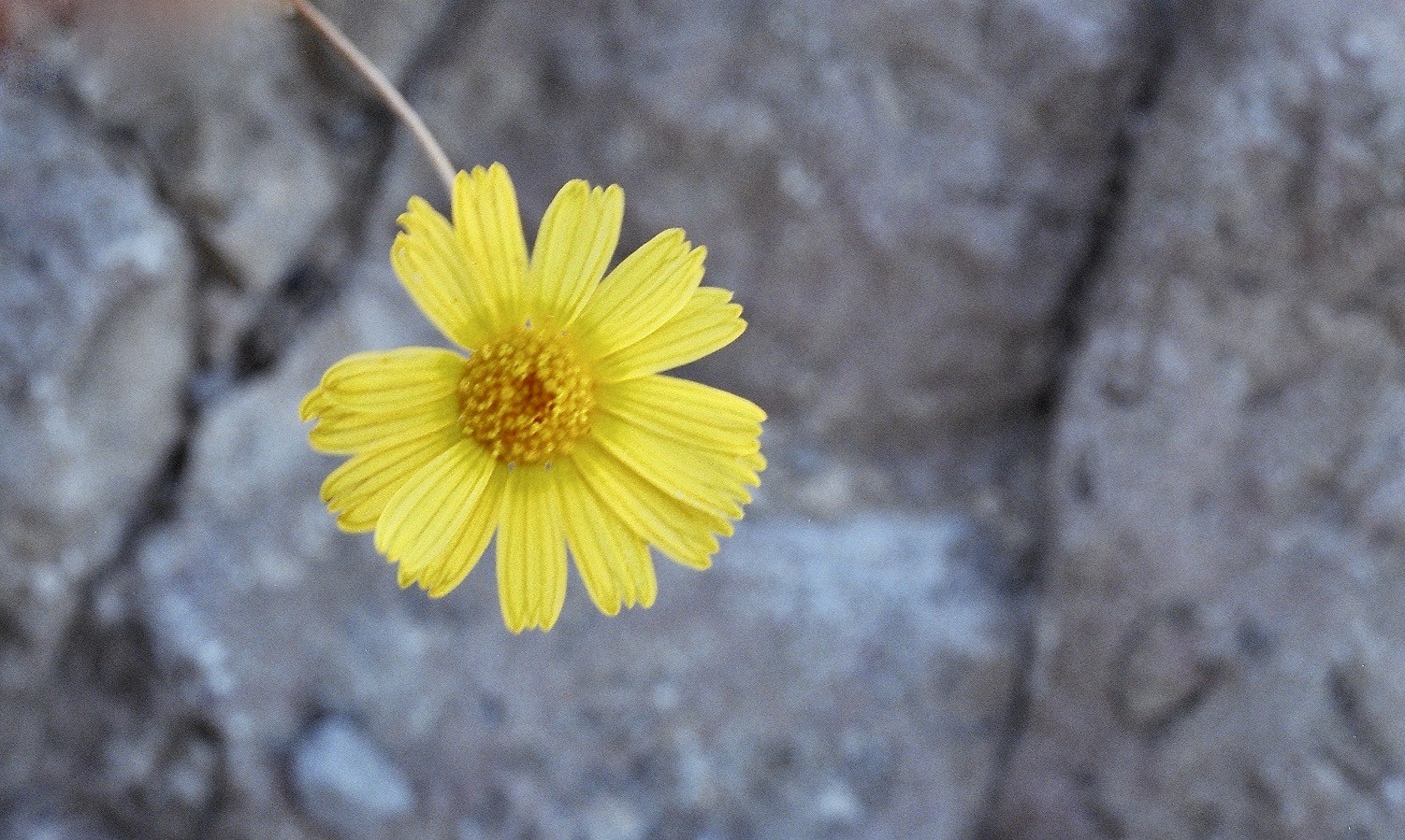 Four Nerve Daisy — flowers or notable detail