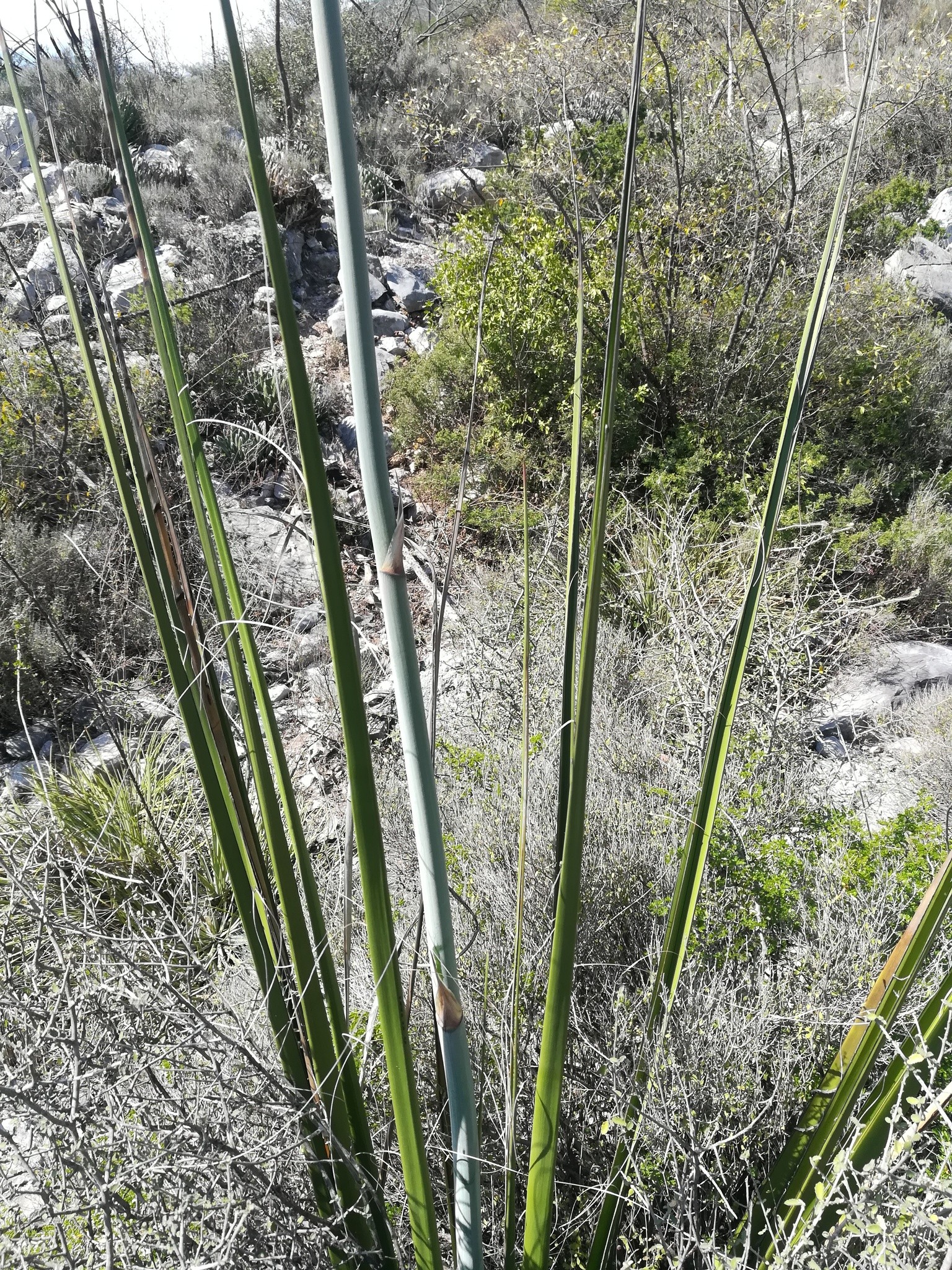 Yucca, Little Giant Hesperaloe — flowers or notable detail