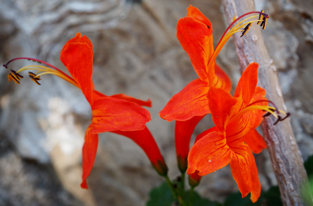 Esperanza (red) — whole plant