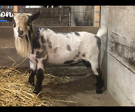 MeadowMist PE Triton Elk