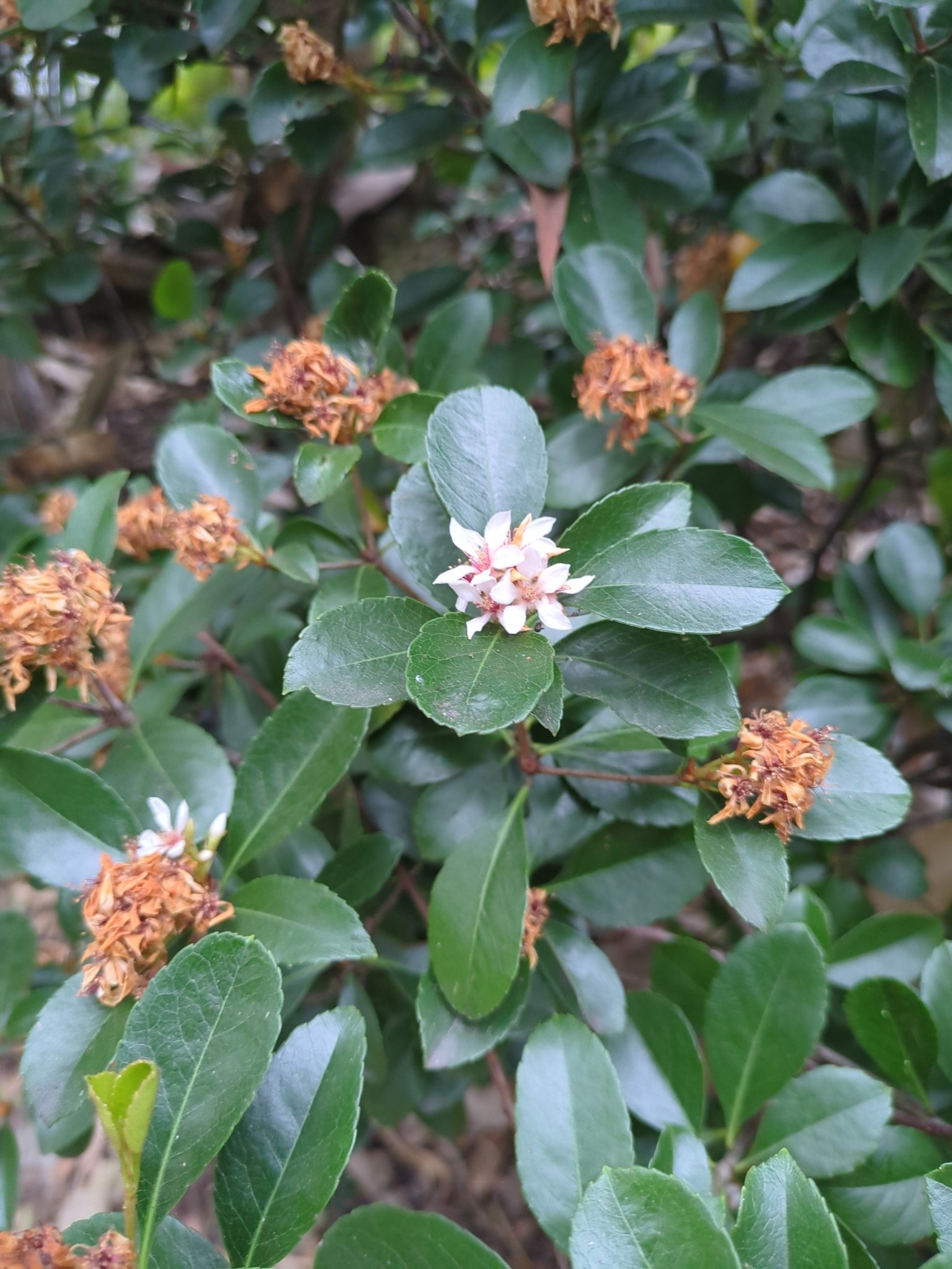 Hawthorn, Clara — flowers or notable detail