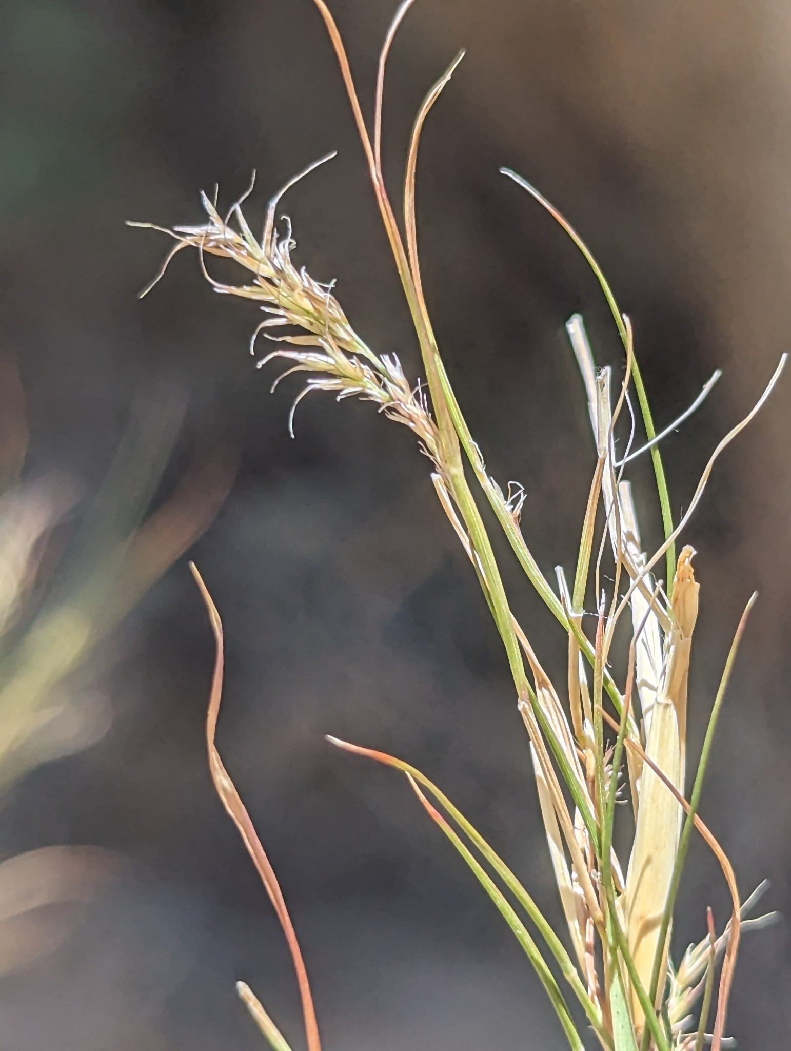 Bamboo Muhly — flowers or notable detail