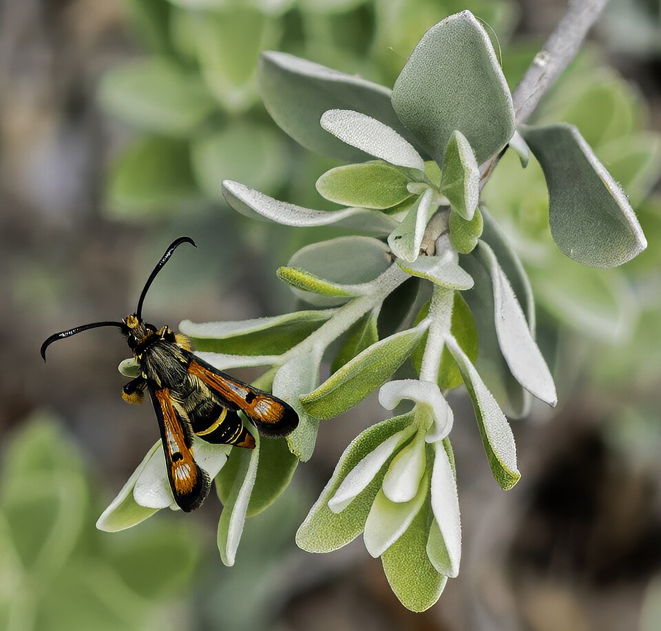 Texas Sage, Little Lynn's Legacy — whole plant