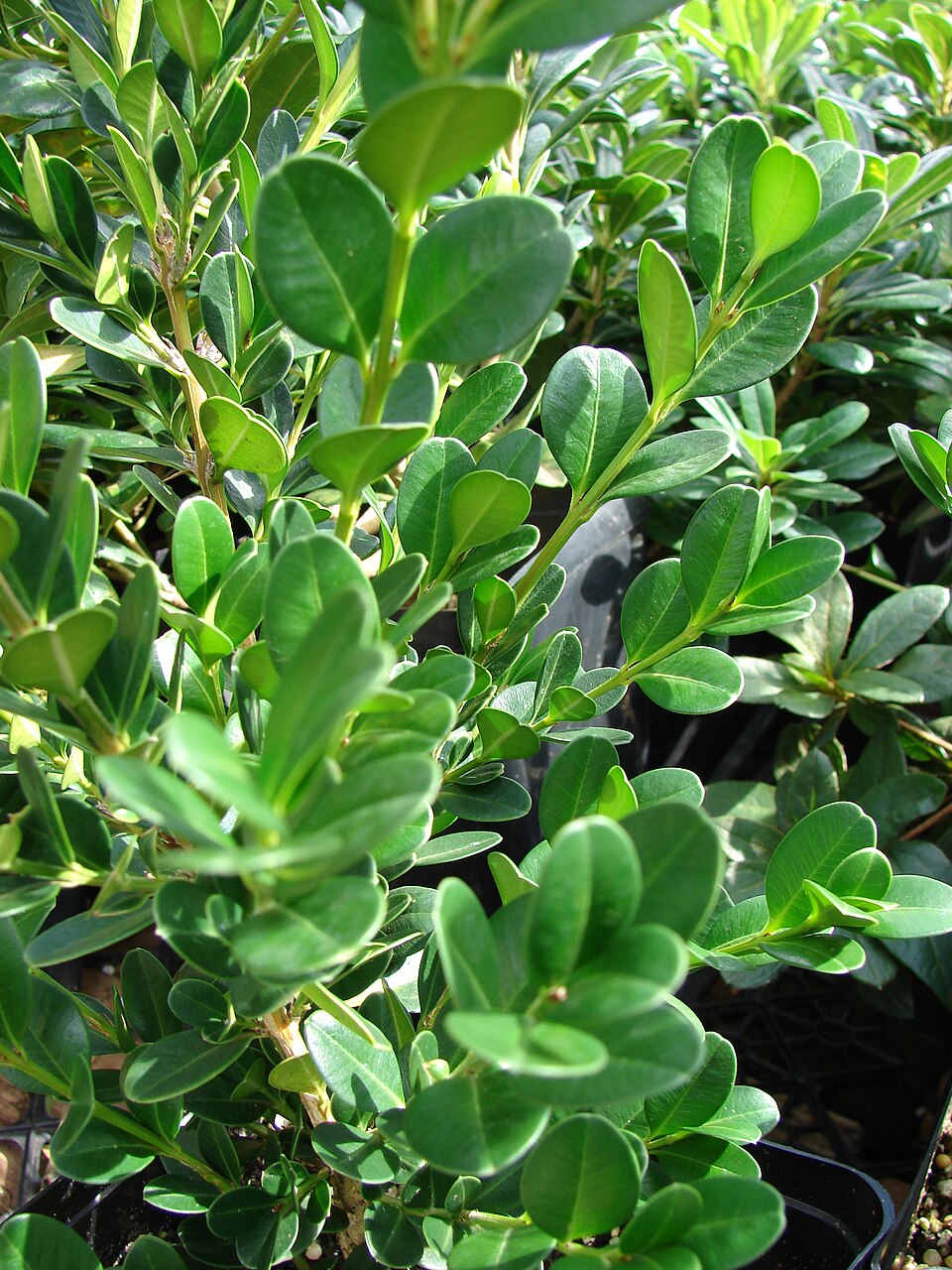 Topiaries — whole plant