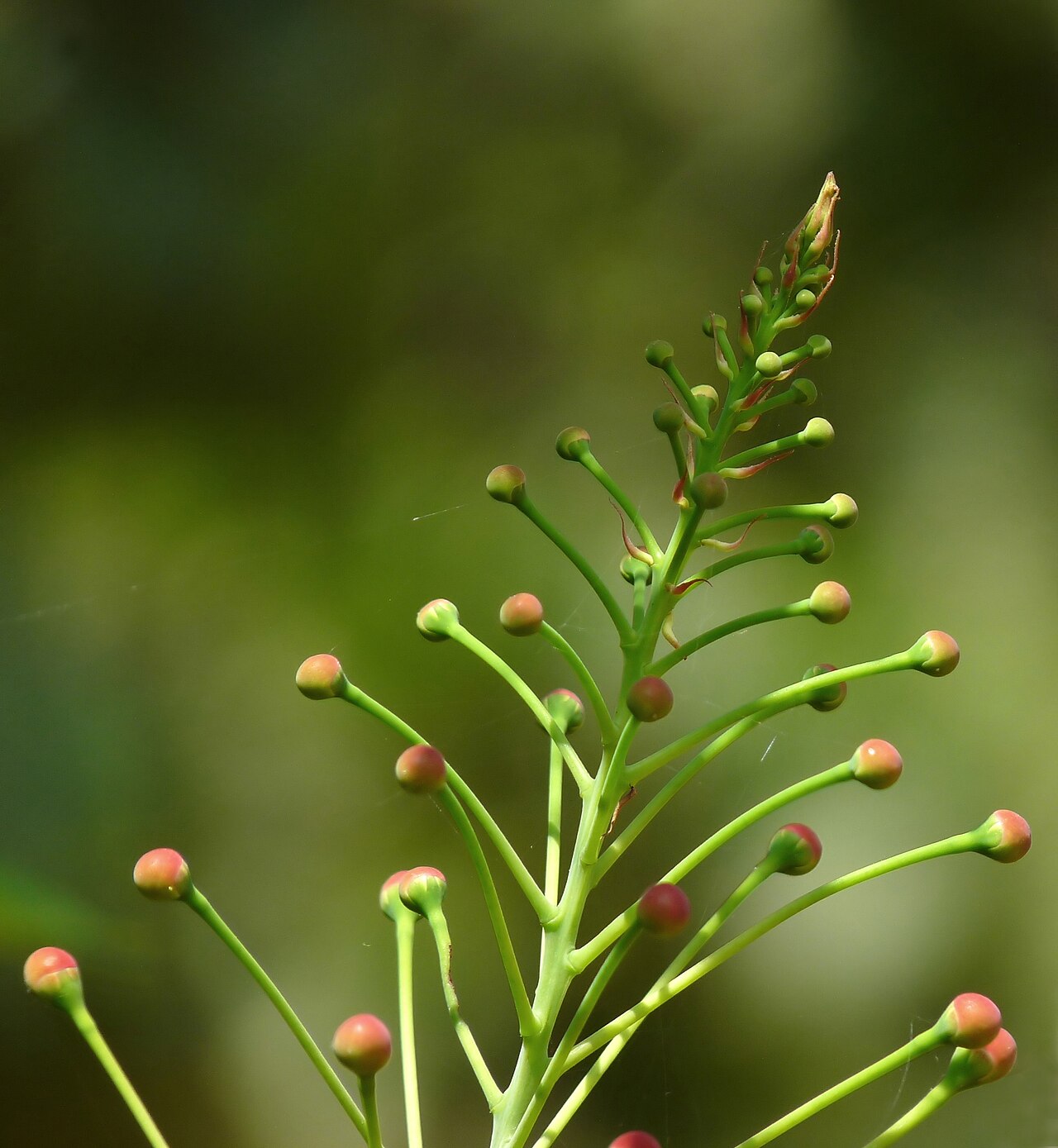 Pride Of Barbados — whole plant