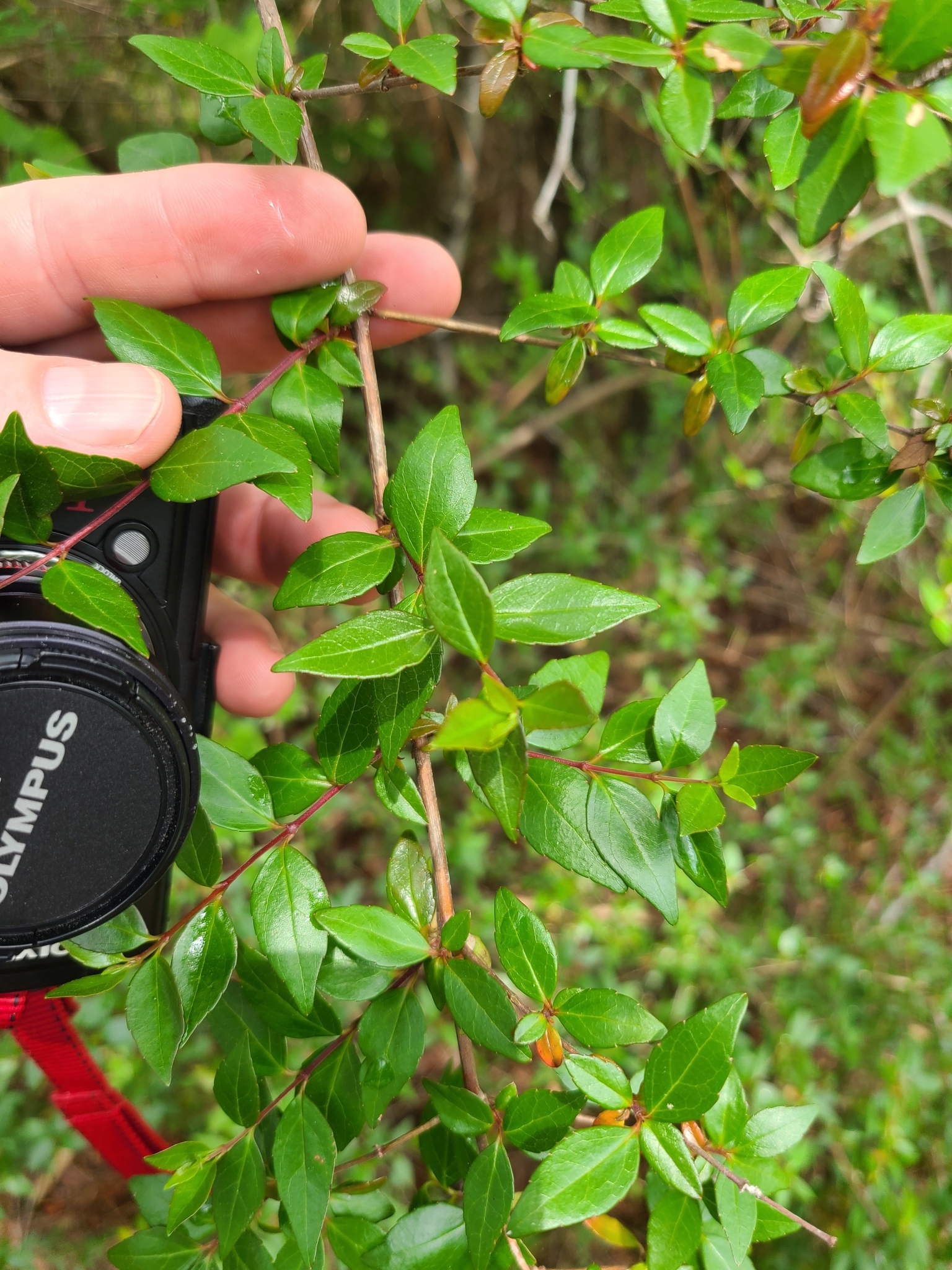 Abelia, Rose Creek — flowers or notable detail