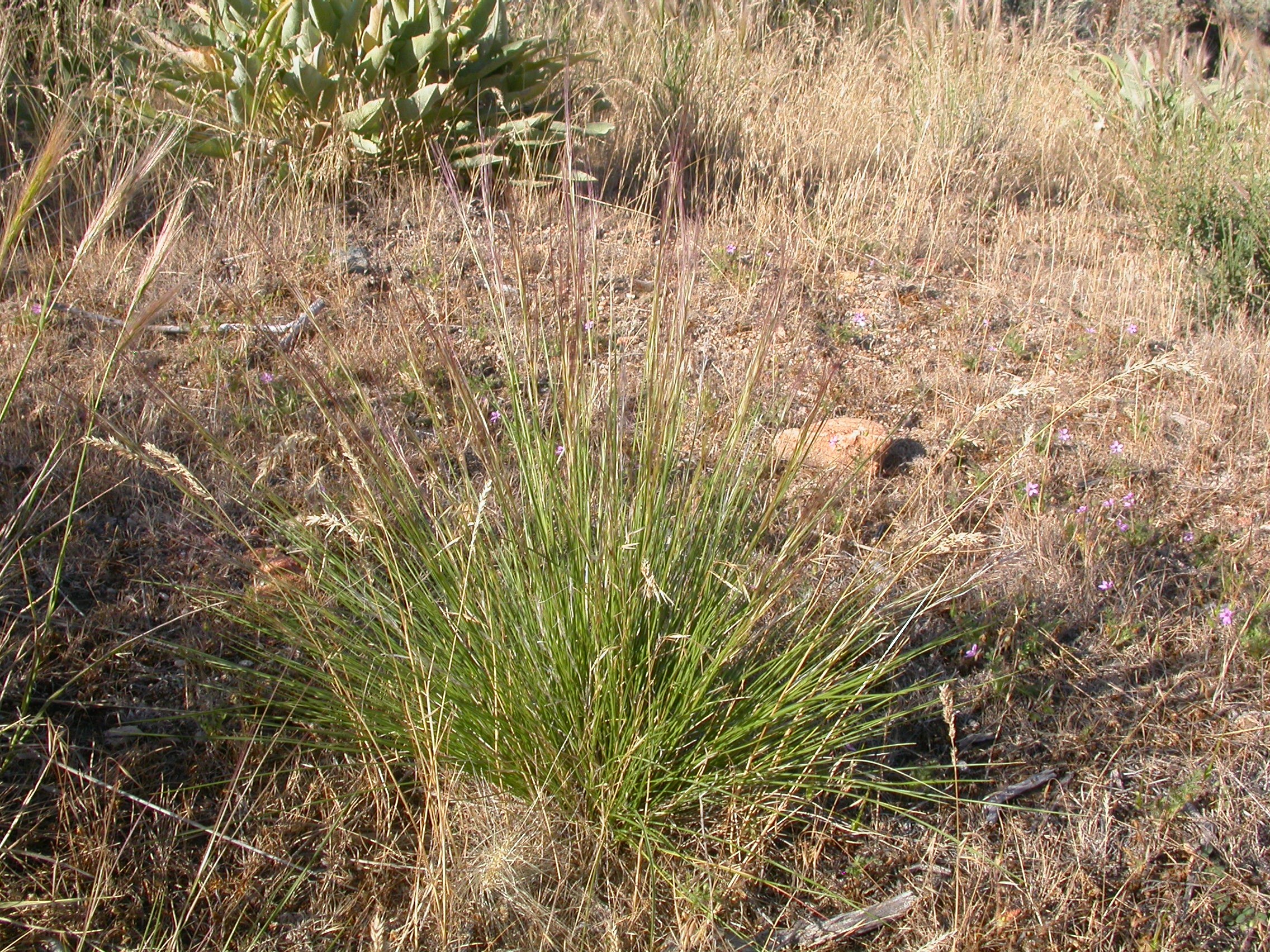 Grass, Purple Threeawn — whole plant