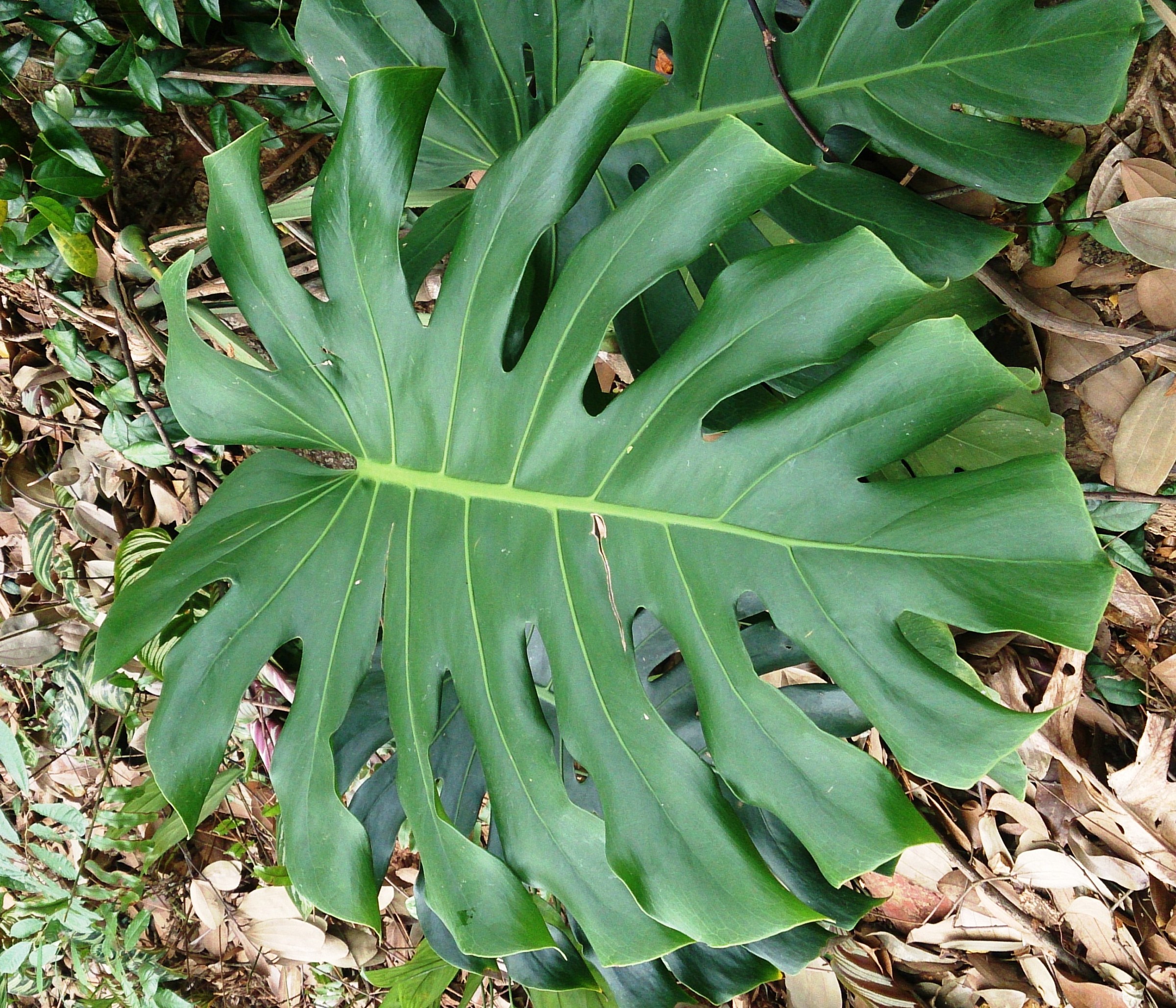 Philodendron Monstera — whole plant