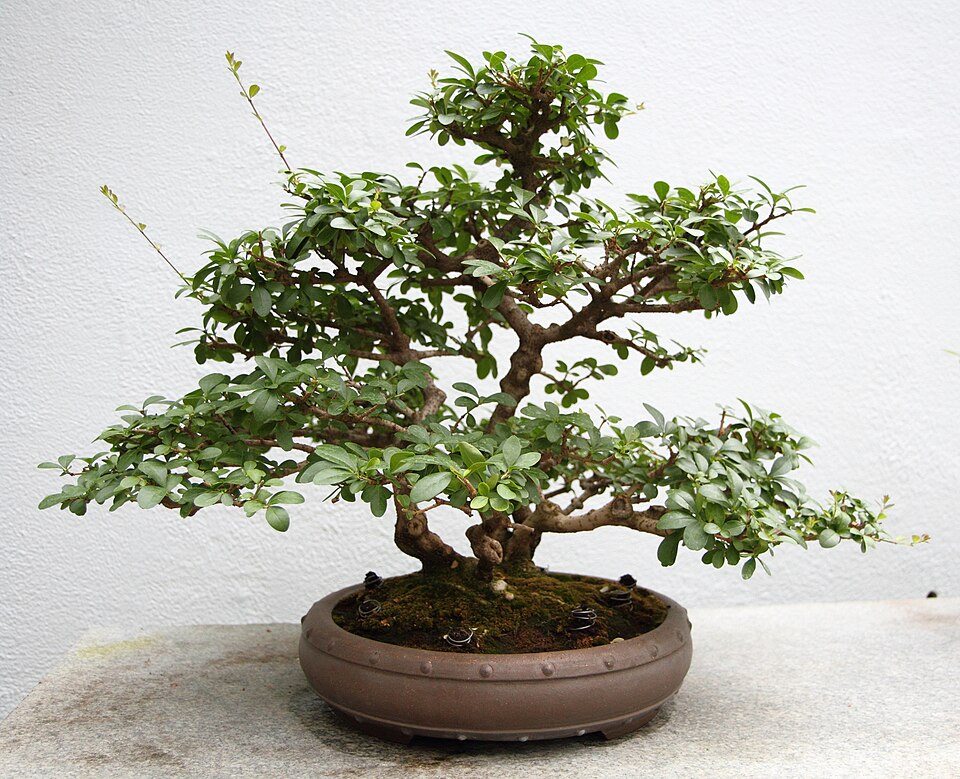 Ligustrum, Sunshine — whole plant