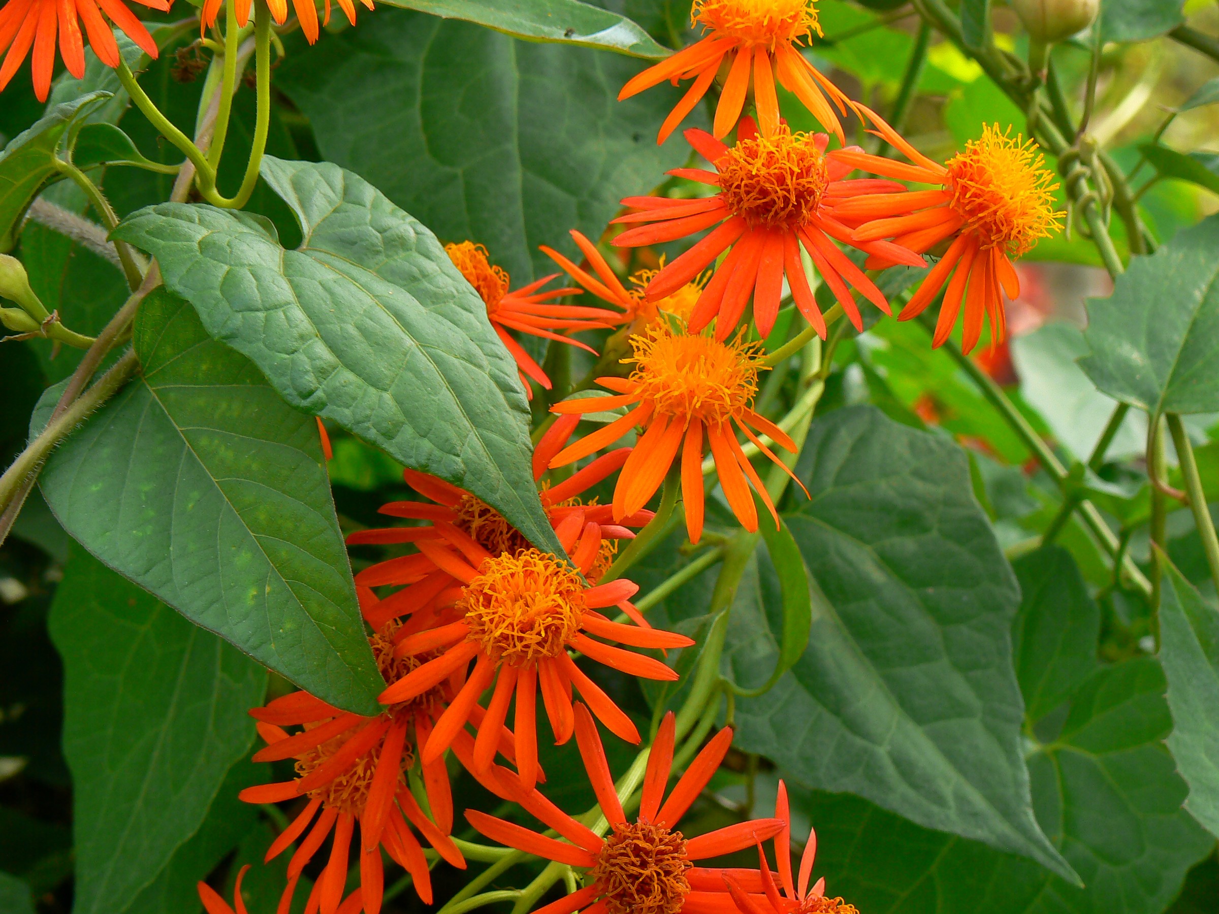Mexican Flame Vine — flowers or notable detail
