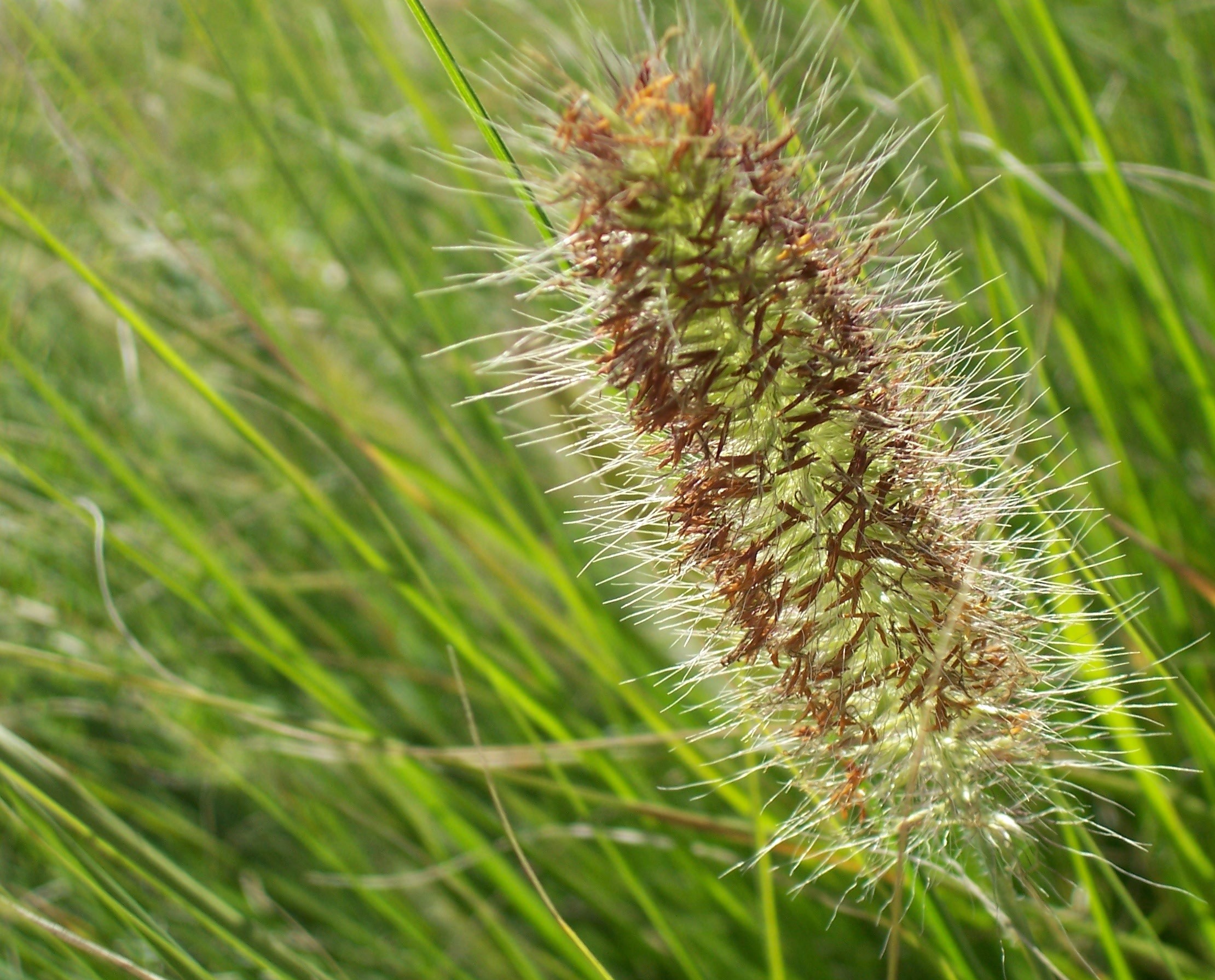 Grass, Purple Fountain — flowers or notable detail