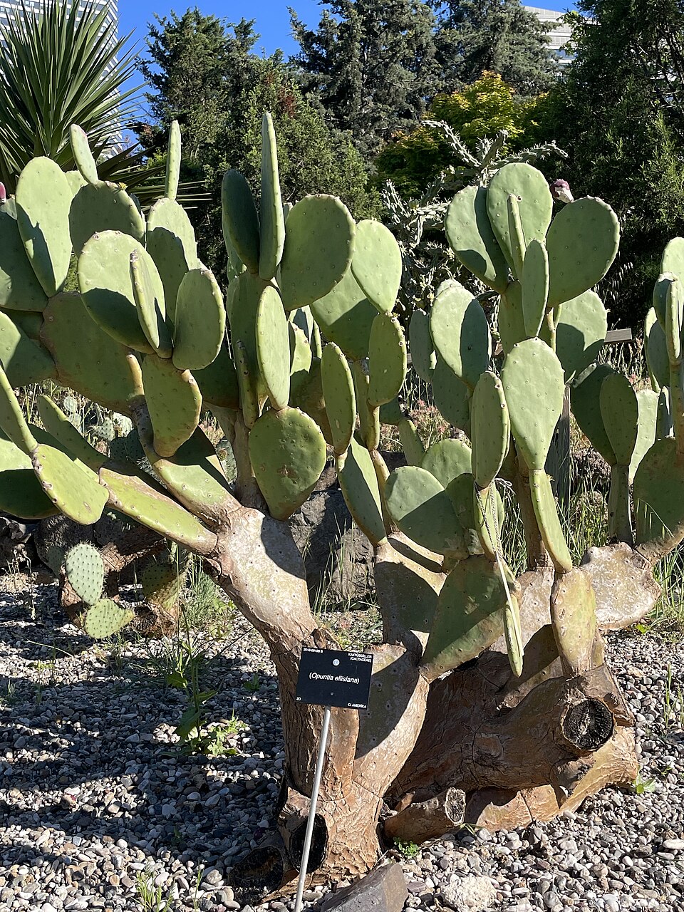 Prickly Pear Spineless — flowers or notable detail