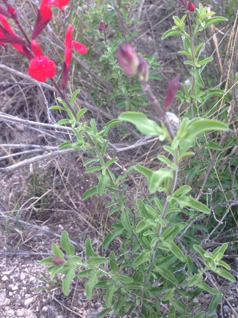 Sage, Big Red — whole plant
