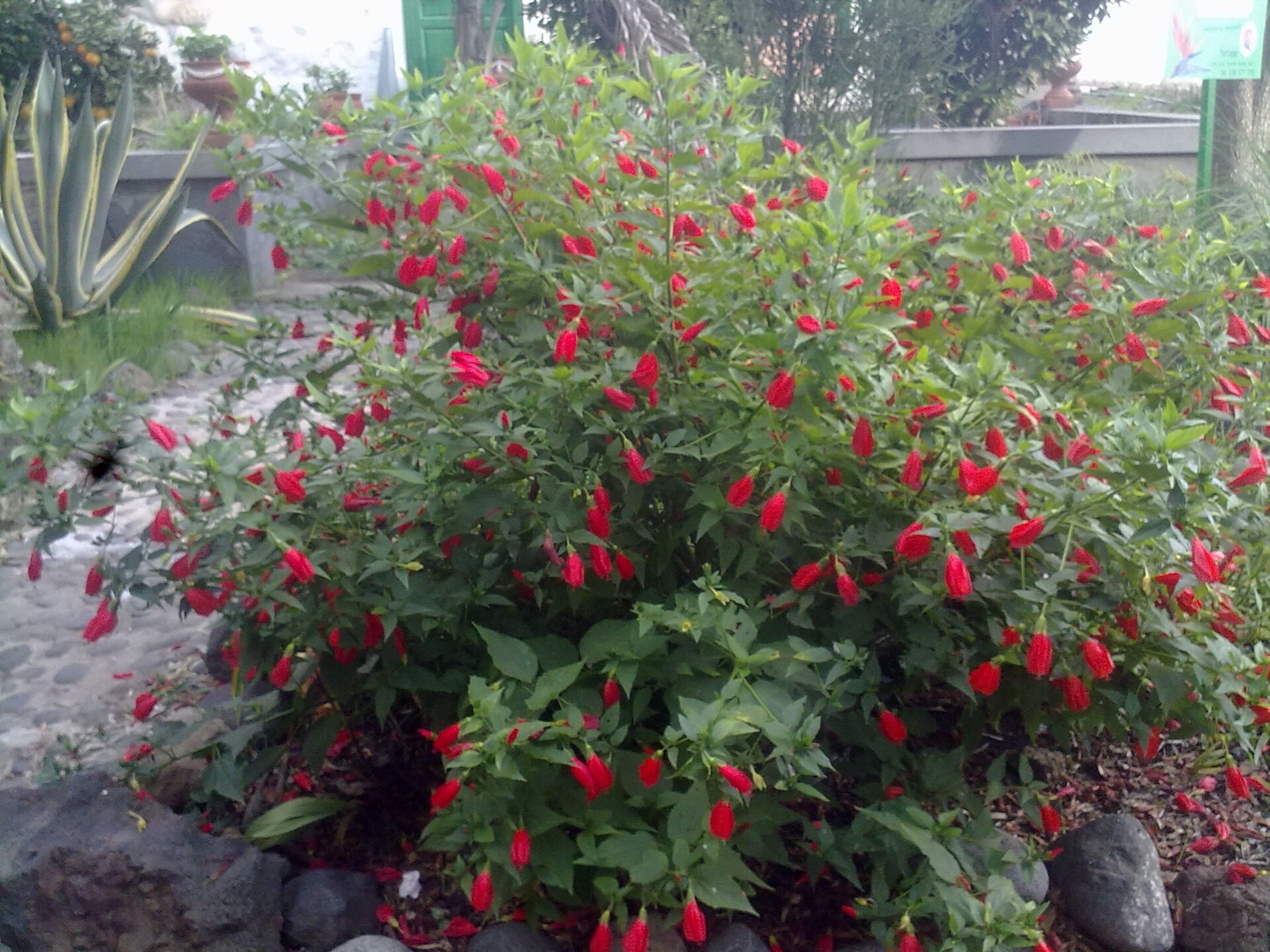Turk's Cap — whole plant