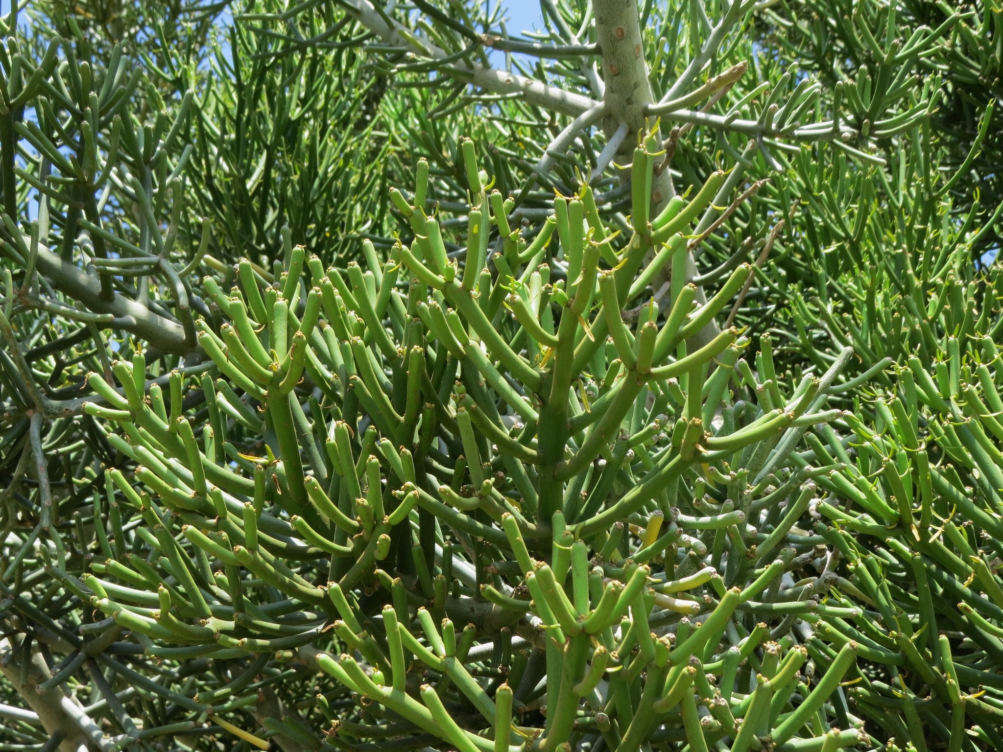 Firesticks — flowers or notable detail