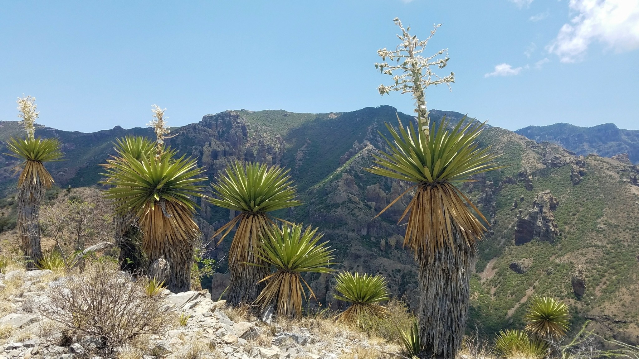 Yucca, Faxon (Giant White) — whole plant