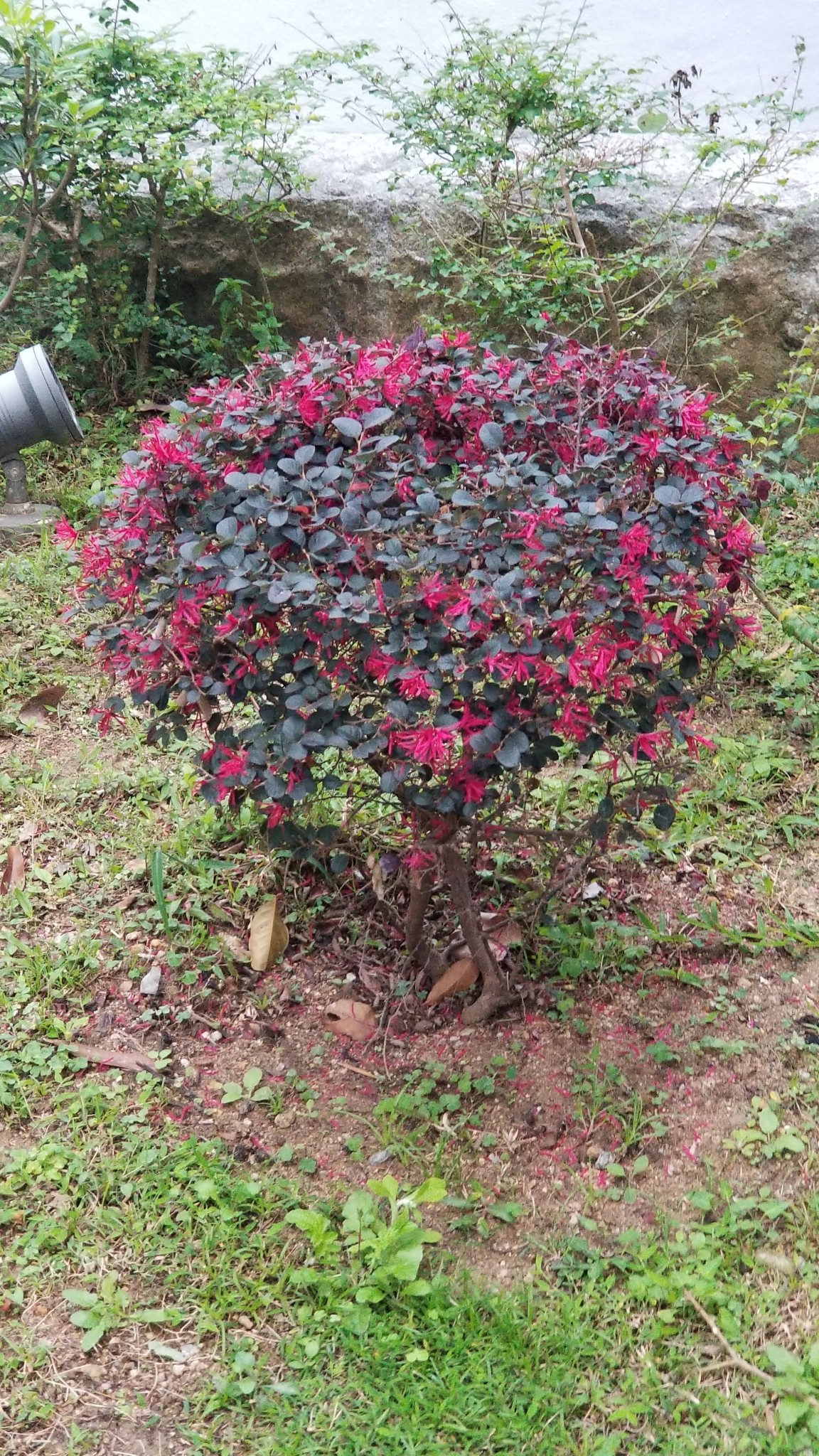 Loropetalum, Cherry Blast — whole plant