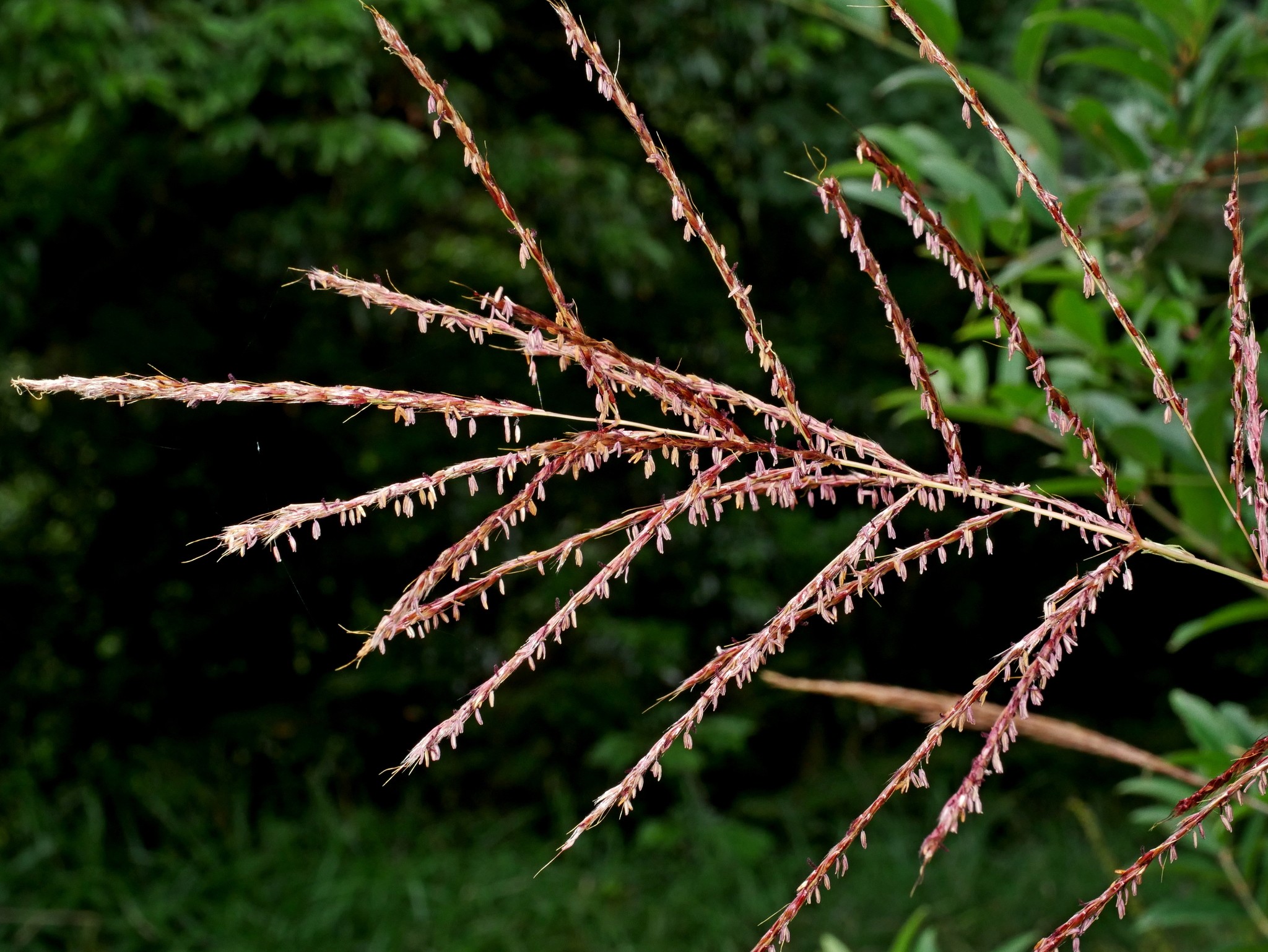 Grass, Aztec — flowers or notable detail
