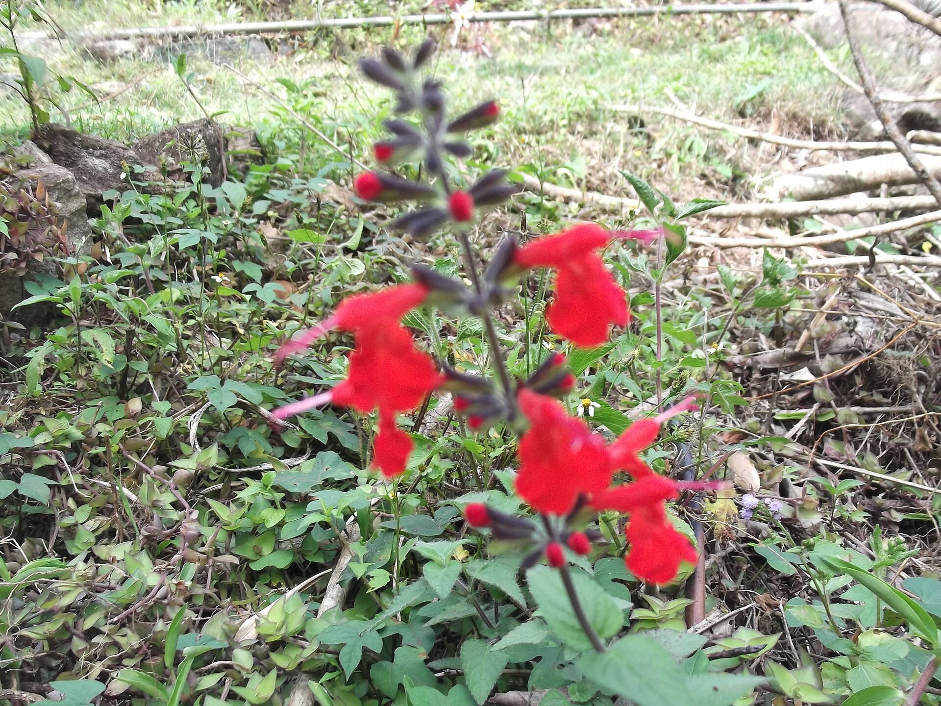 Sage, Tropical — flowers or notable detail