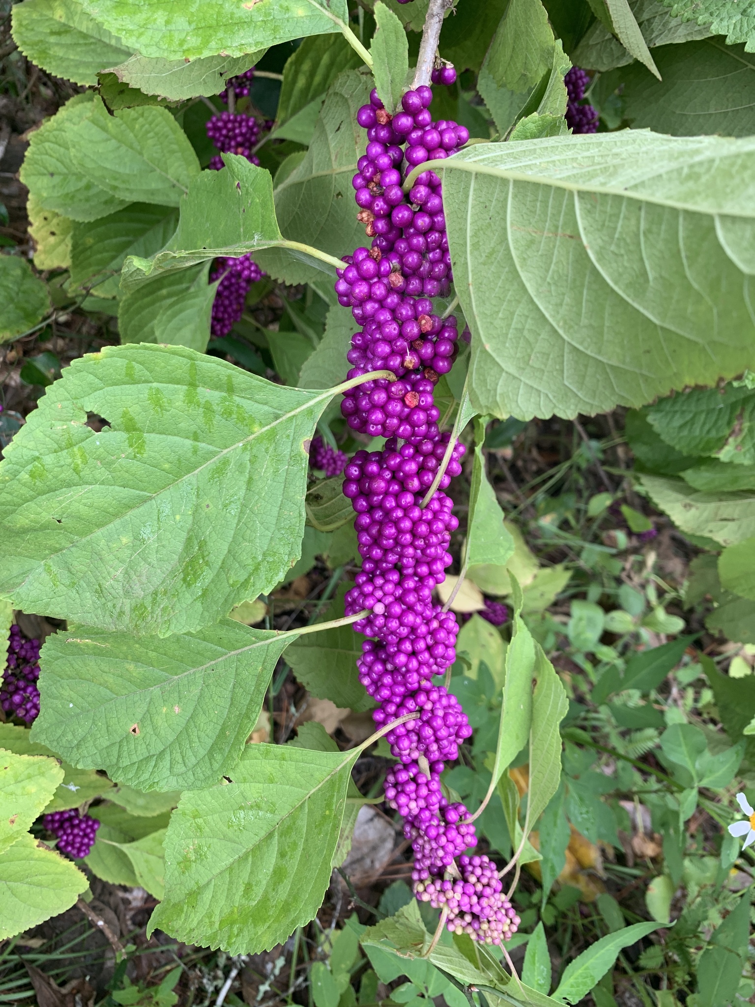Beautyberry — flowers or notable detail