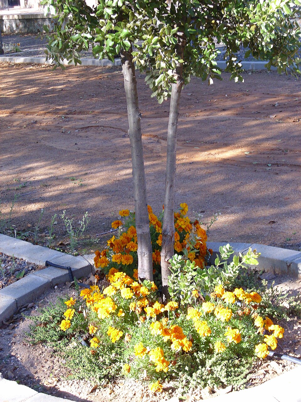 Marigold, Janie French — whole plant