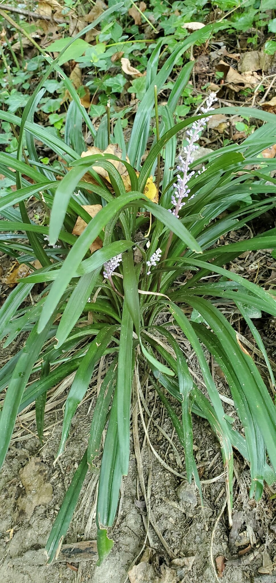 Liriope, Big Blue — whole plant