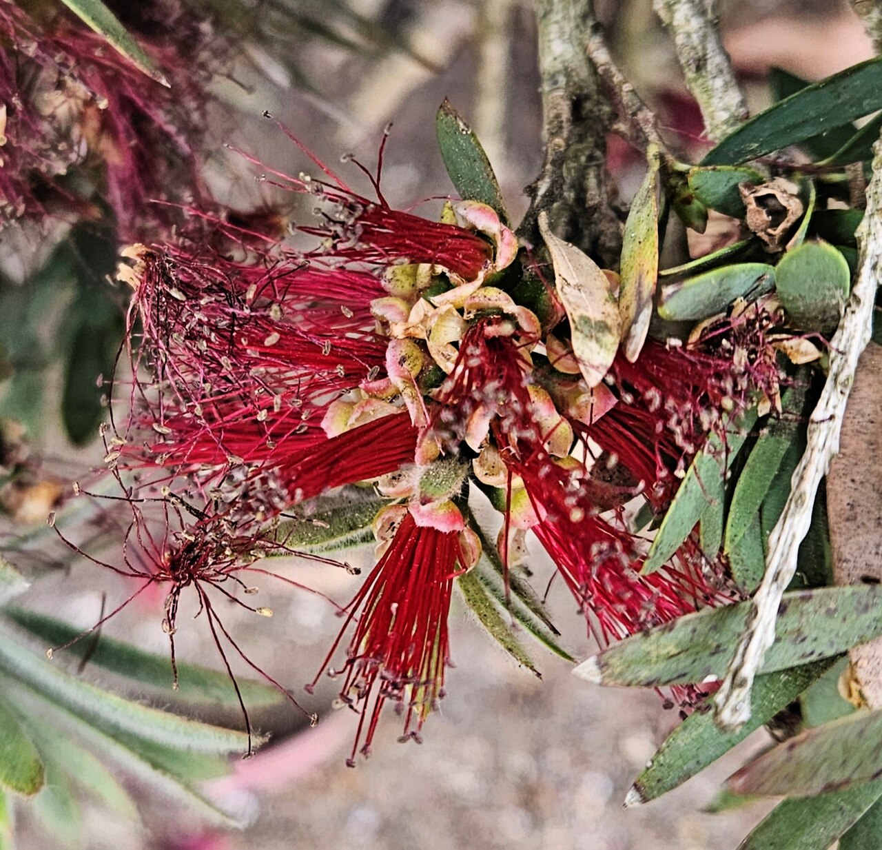 Bottlebrush, Dwarf — flowers or notable detail