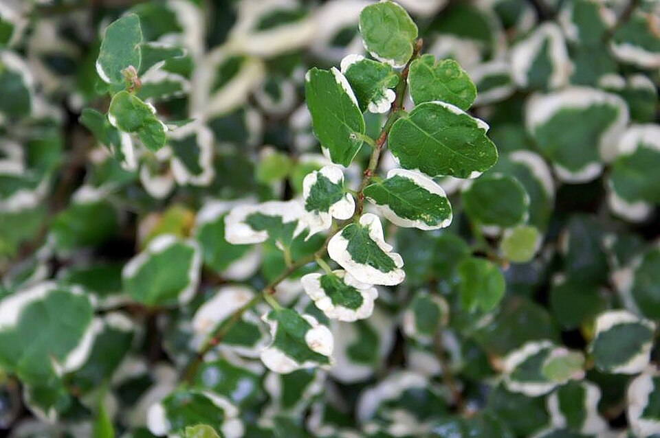 Fig Ivy — whole plant