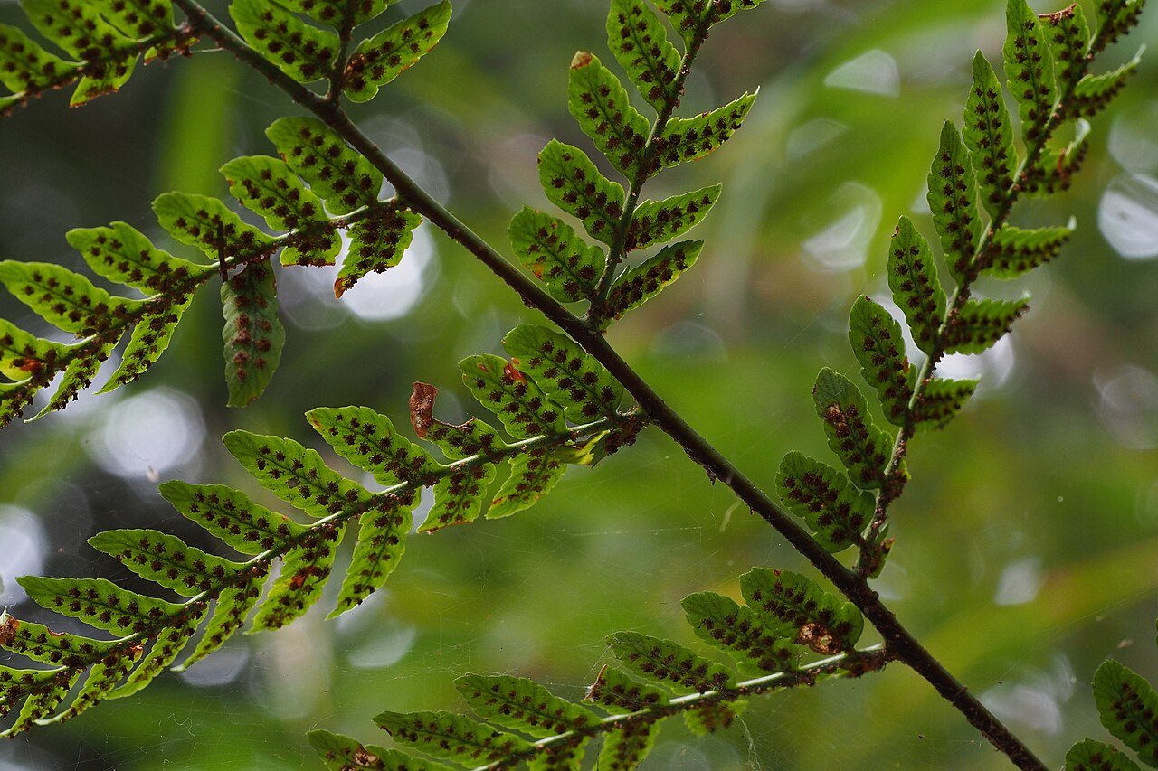 Fern, Autumn — whole plant