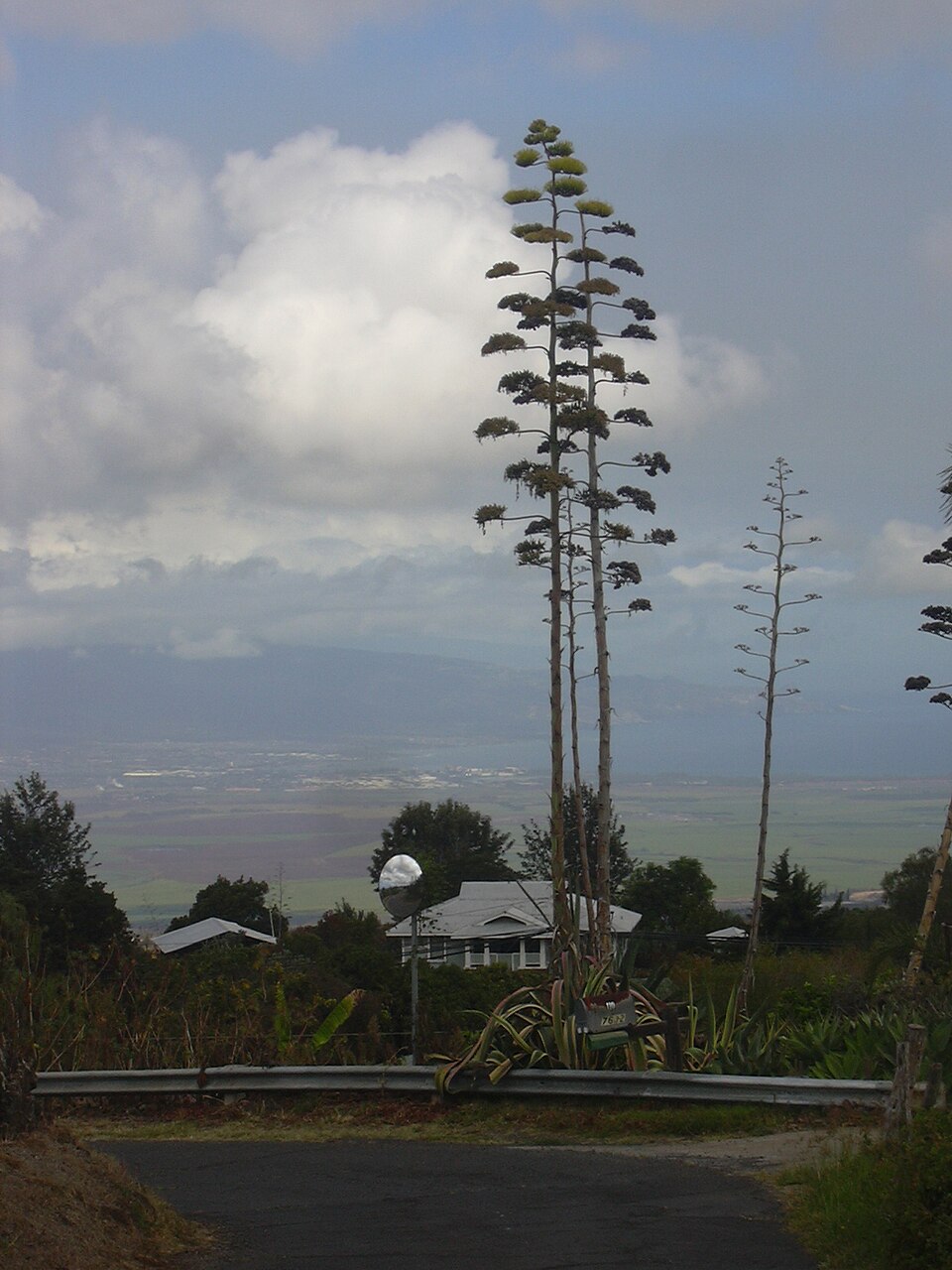Agave, Variegated Mediopicta — whole plant