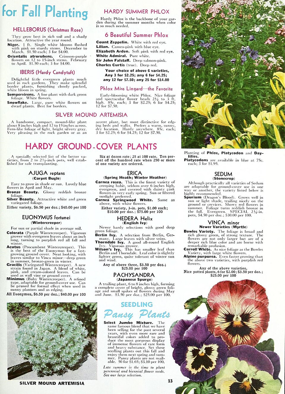 Vinca Minor — whole plant