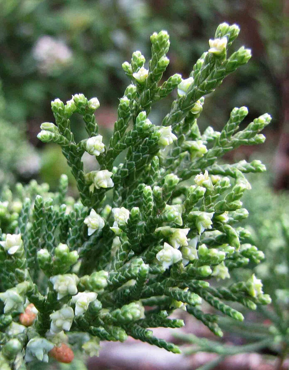 Juniper, Blue Point — flowers or notable detail