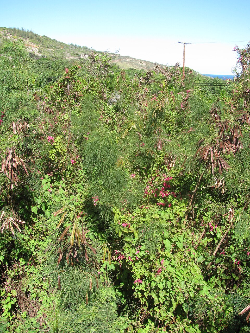 Coral Vine — whole plant