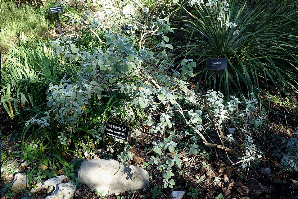 Wooly Butterfly Bush — whole plant