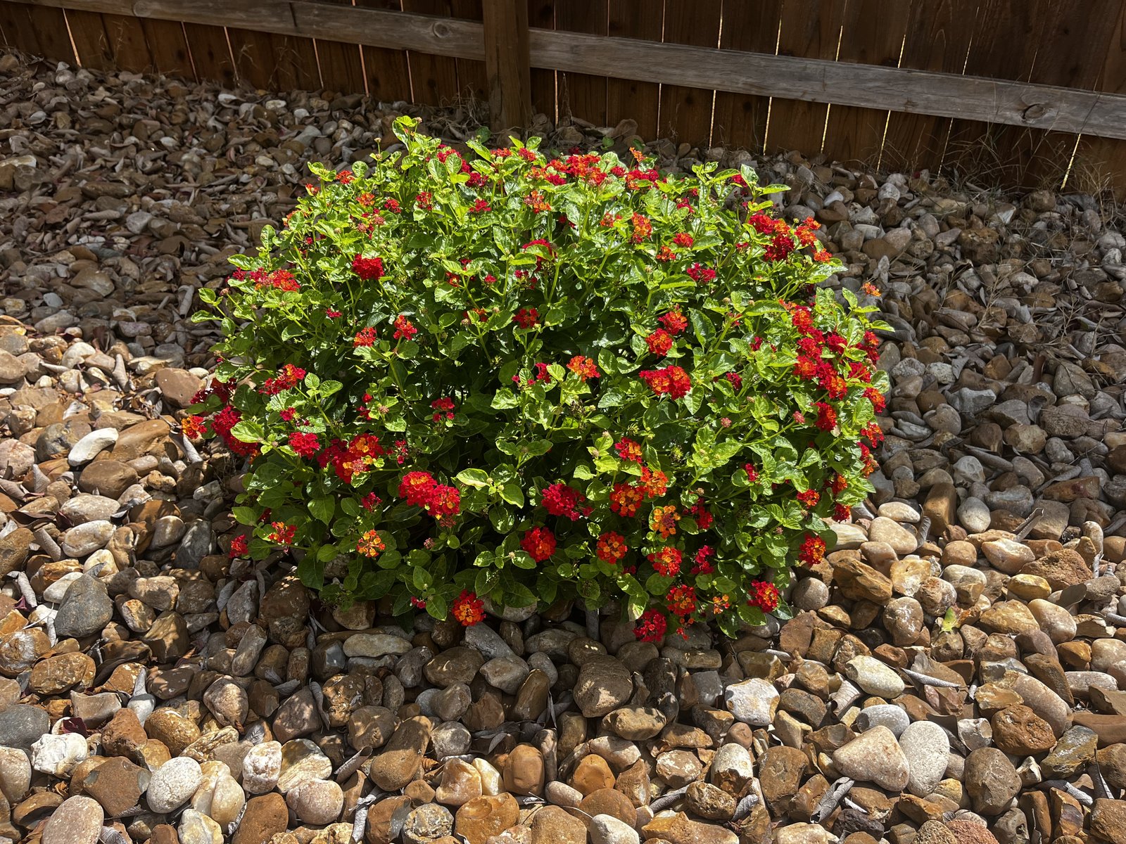 Dallas Red Lantana — whole plant