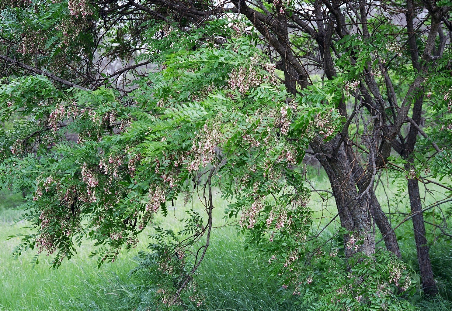 Eve's Necklace — whole plant