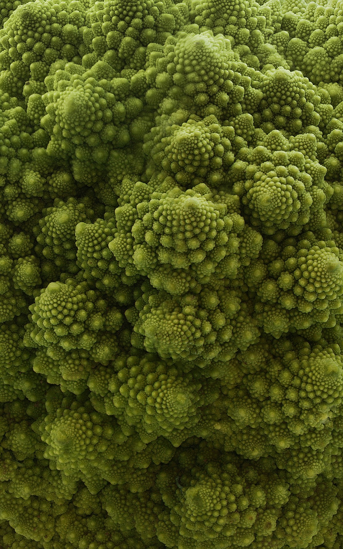Cabbage - Red — flowers or notable detail