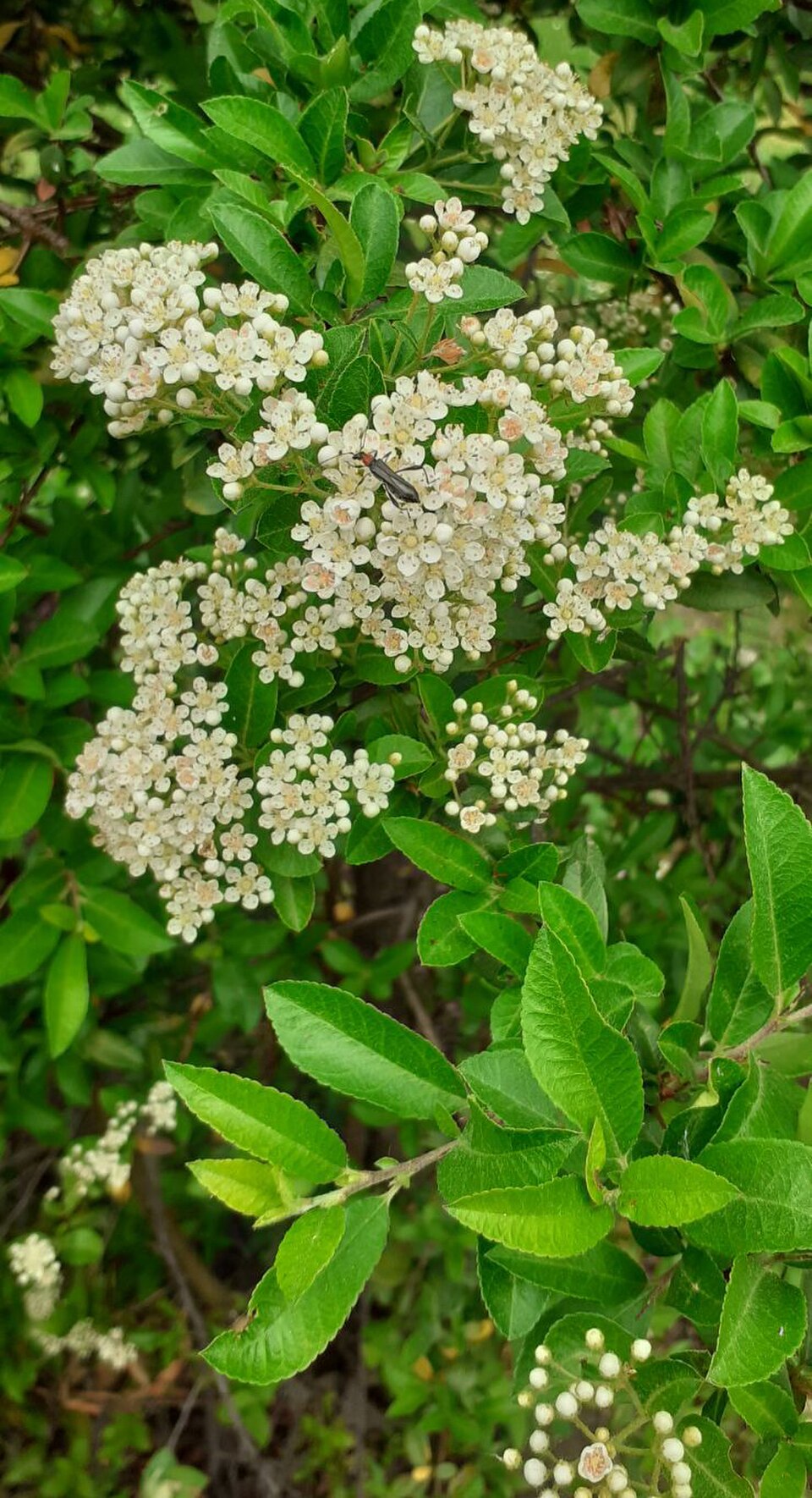 Pyracantha — whole plant