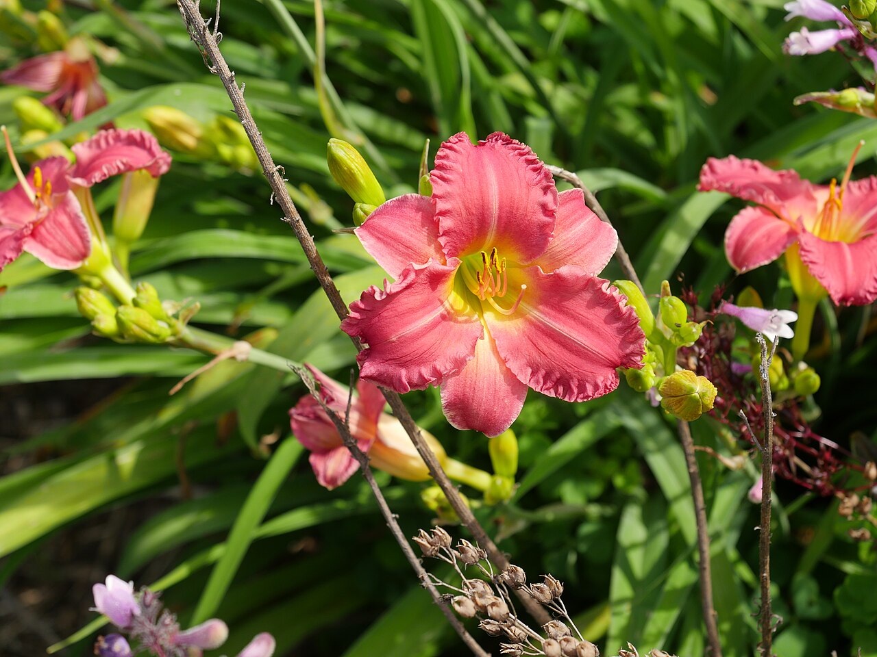 Daylily — whole plant