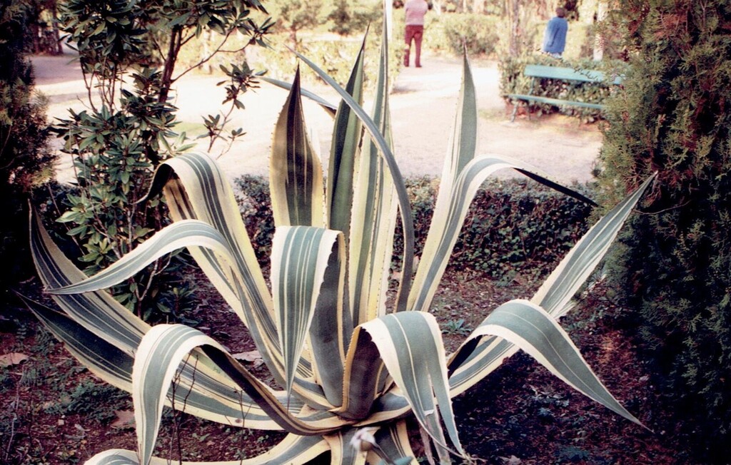 Agave Americana — whole plant