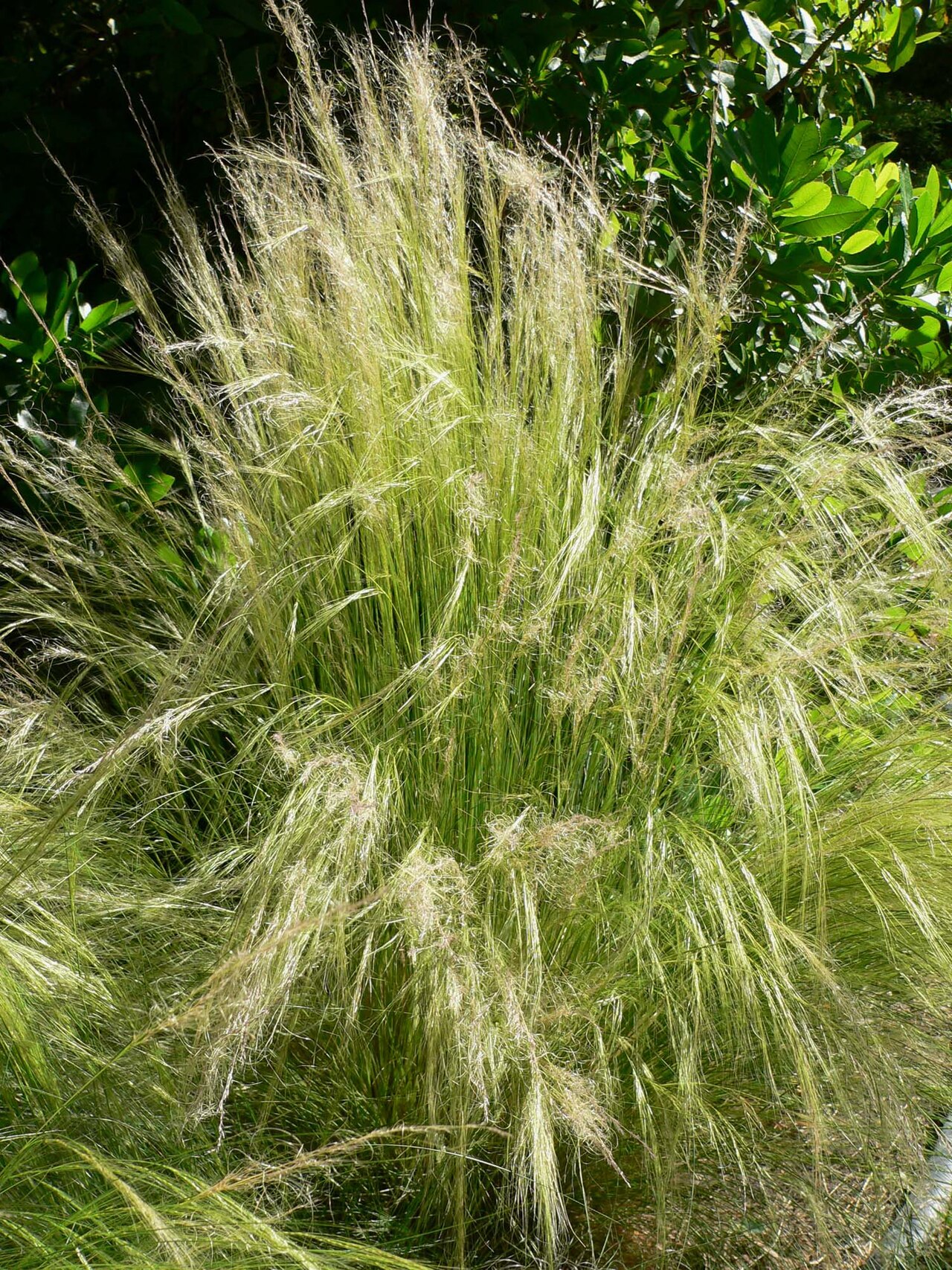 Mexican Feather Grass — flowers or notable detail