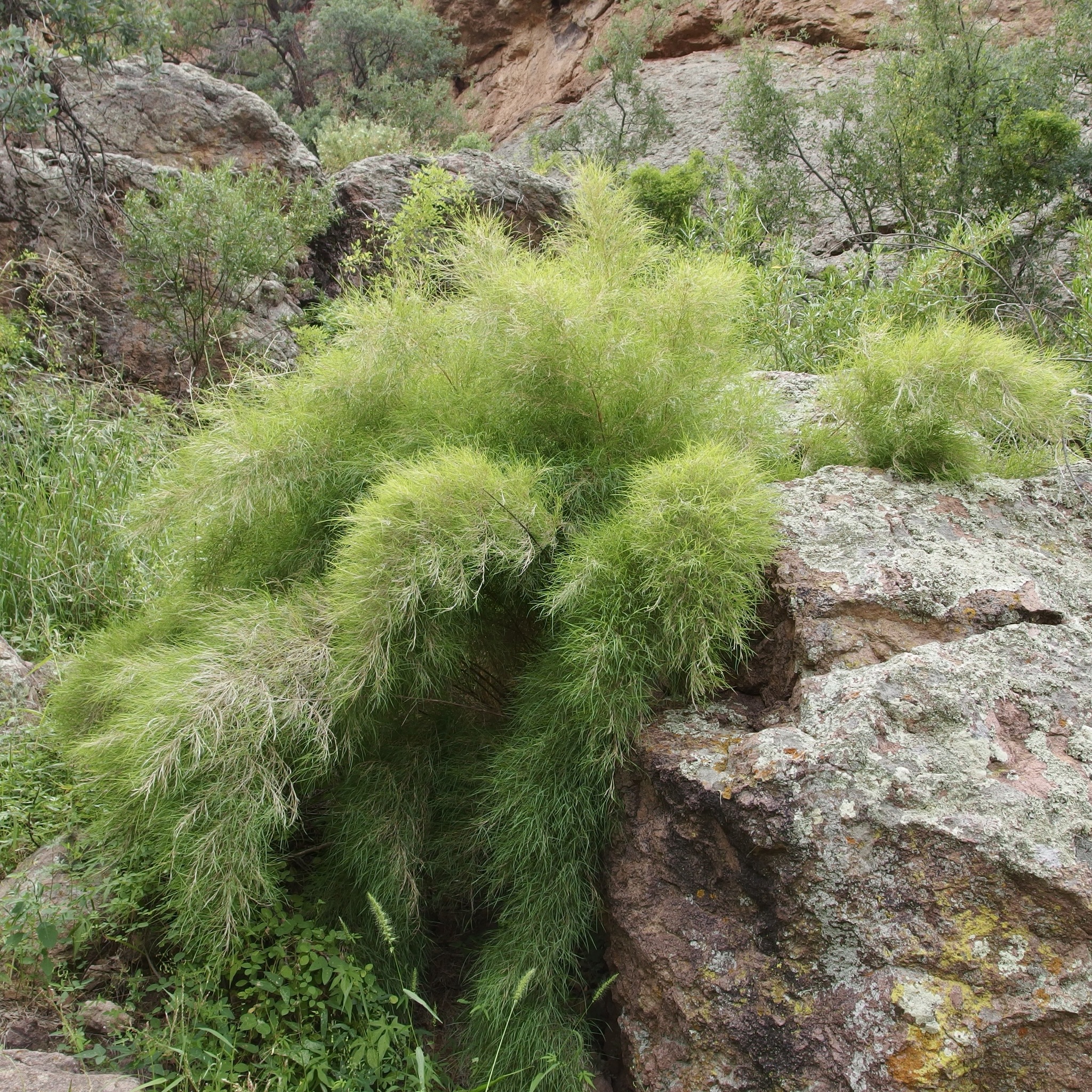Bamboo Muhly — whole plant