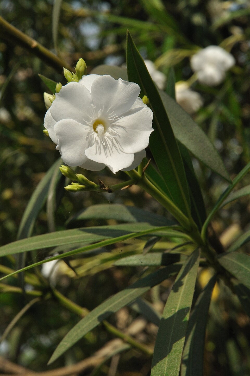 Oleander, Dwarf Pink — flowers or notable detail