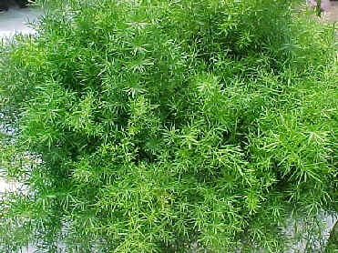 Fern, Asparagus — whole plant