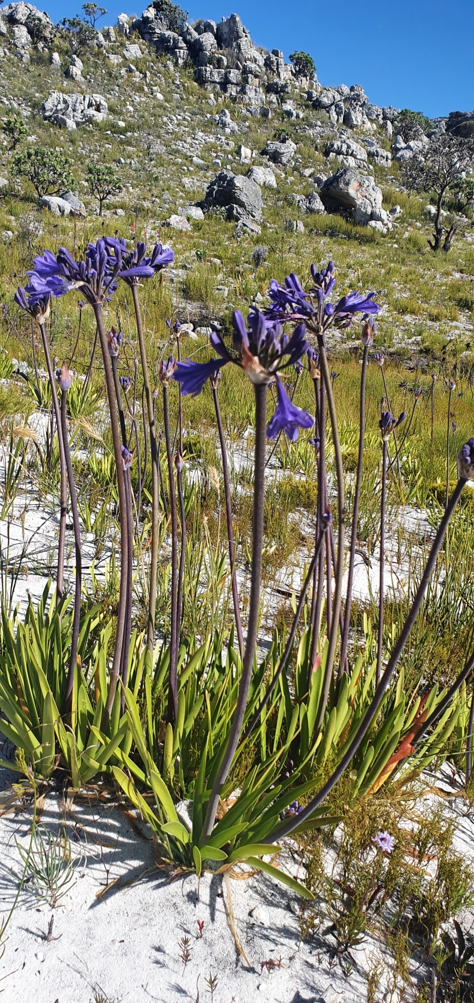 Agapanthus Regular — whole plant