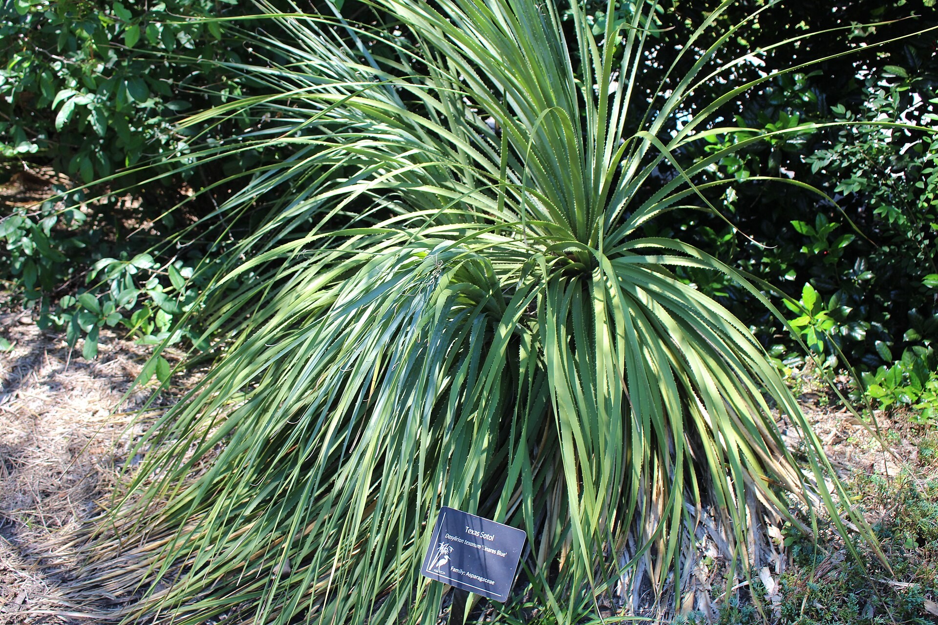 Sotol Green Texas — whole plant