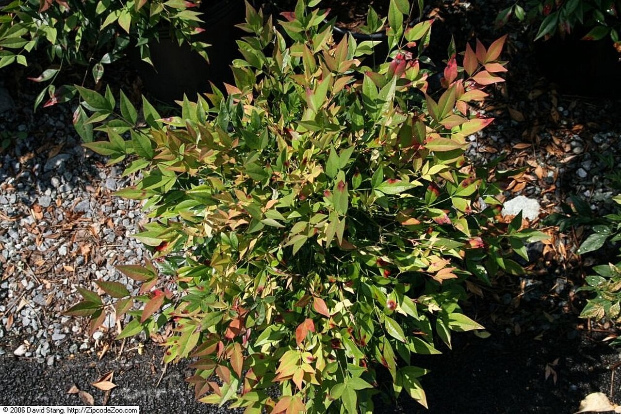 Nandina, Gulfstream — whole plant