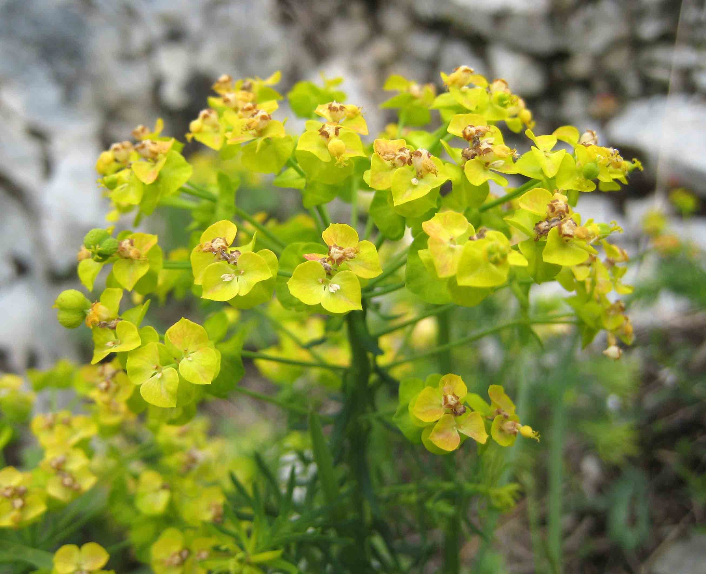 Gopher Plant — flowers or notable detail