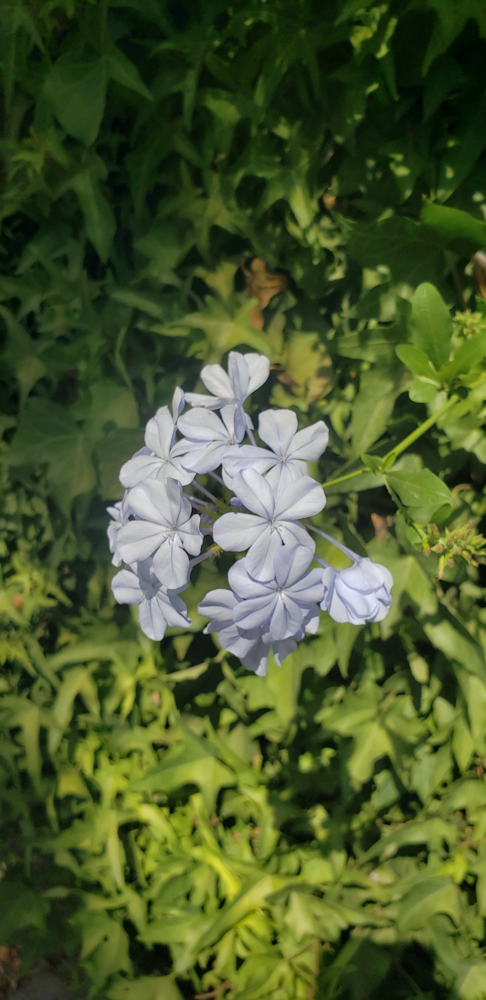 Blue Plumbago — whole plant