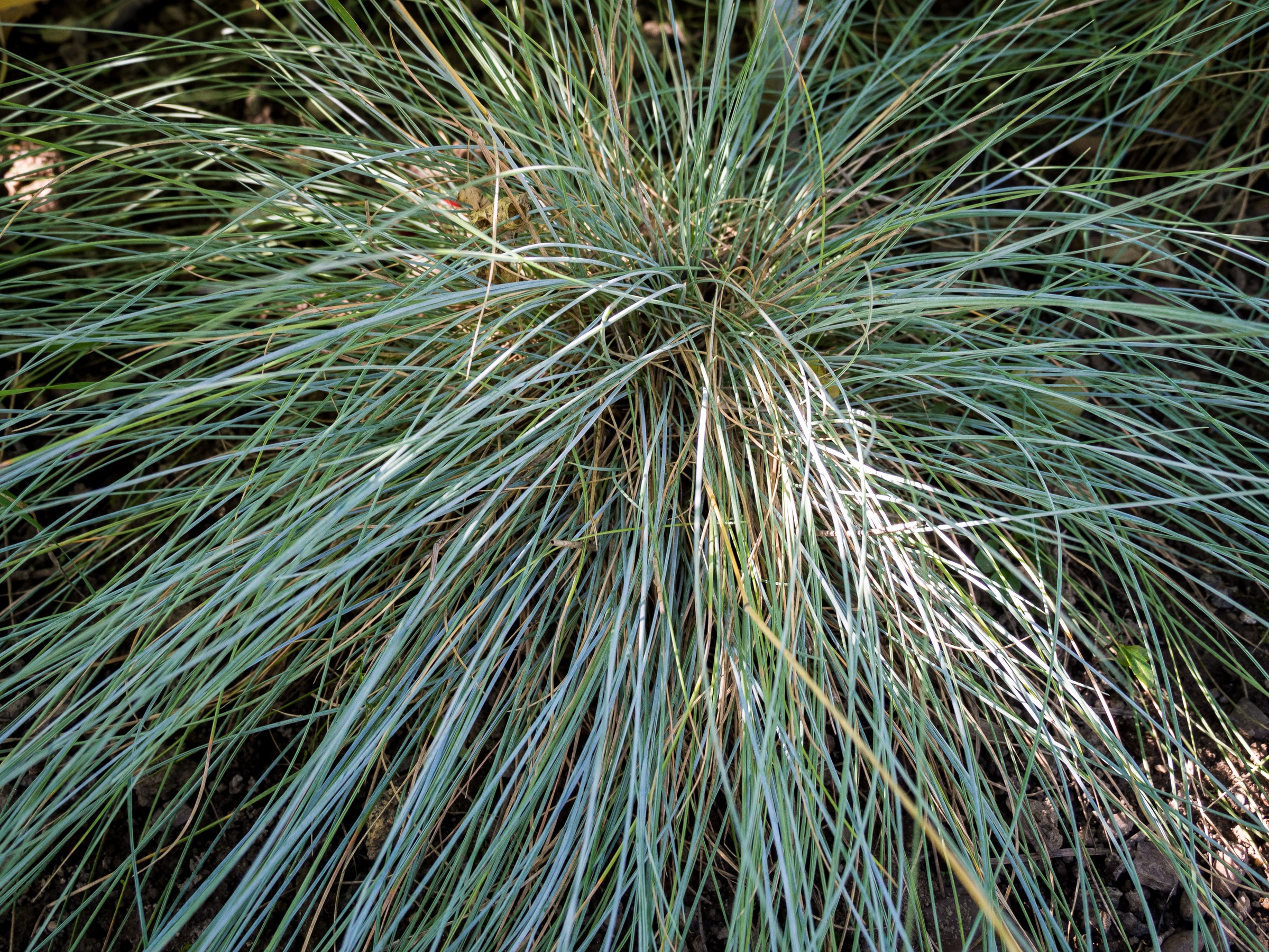 Grass, Blue Fescue — whole plant